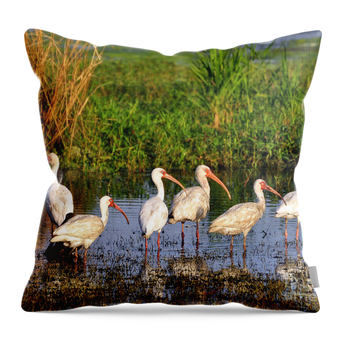 Ibis Throw Pillow featuring the photograph Wading Ibises by Al Powell Photography USA