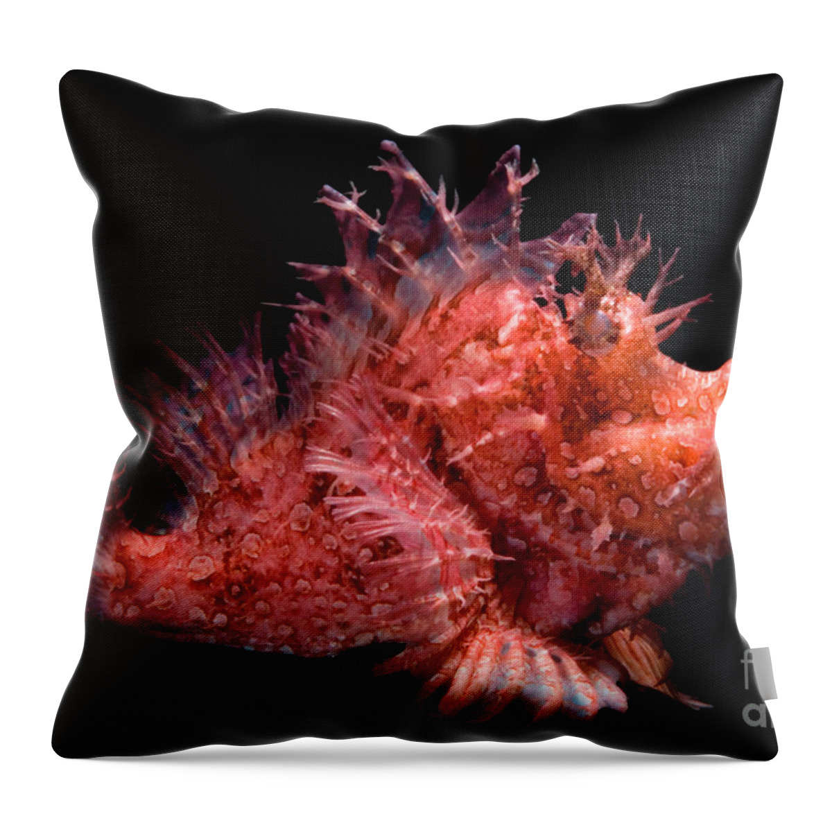 Weedy Throw Pillow featuring the photograph Weedy Scorpionfish by Dante Fenolio