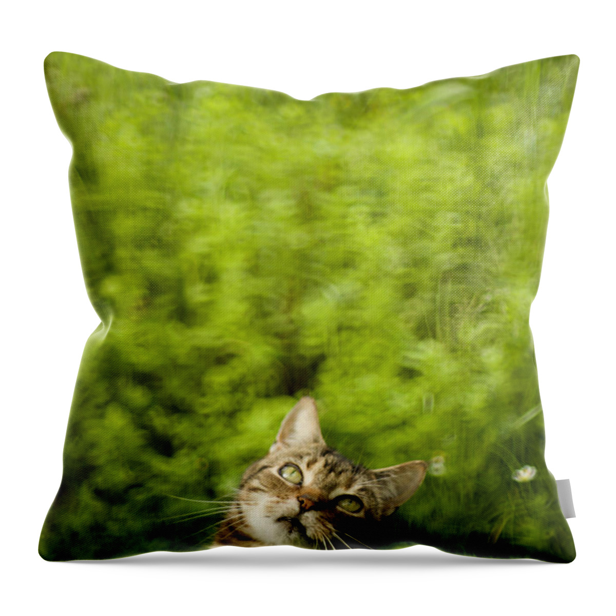 Cat Throw Pillow featuring the photograph What is up there by Ang El