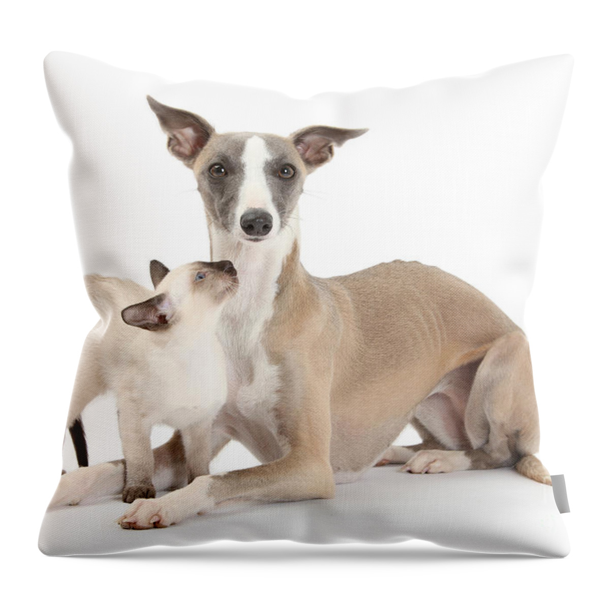 Animal Throw Pillow featuring the photograph Whippet And Siamese Kitten by Mark Taylor