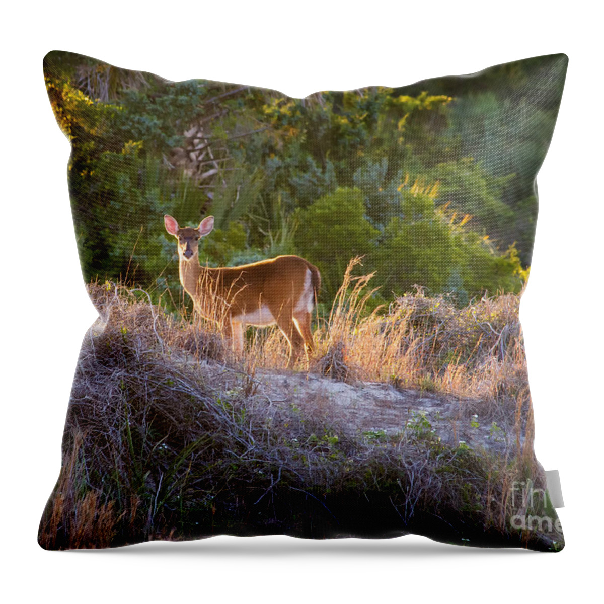 White-tailed Deer Throw Pillow featuring the photograph White-tailed Deer at Sunset by Dawna Moore Photography