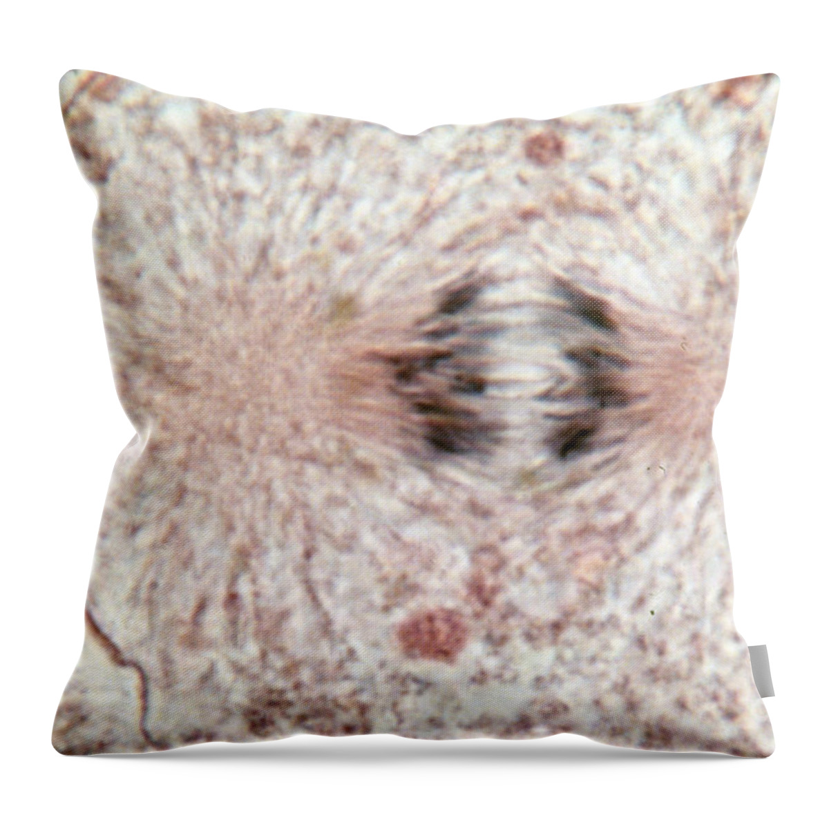 Cell Anatomy Throw Pillow featuring the photograph Whitefish Cells In Anaphase, Lm by Science Source