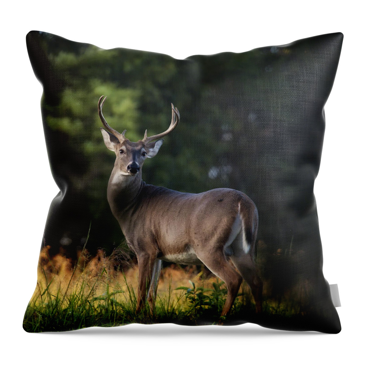 Whitetail Deer Throw Pillow featuring the photograph Whitetail Buck in Ponca Wilderness by Michael Dougherty