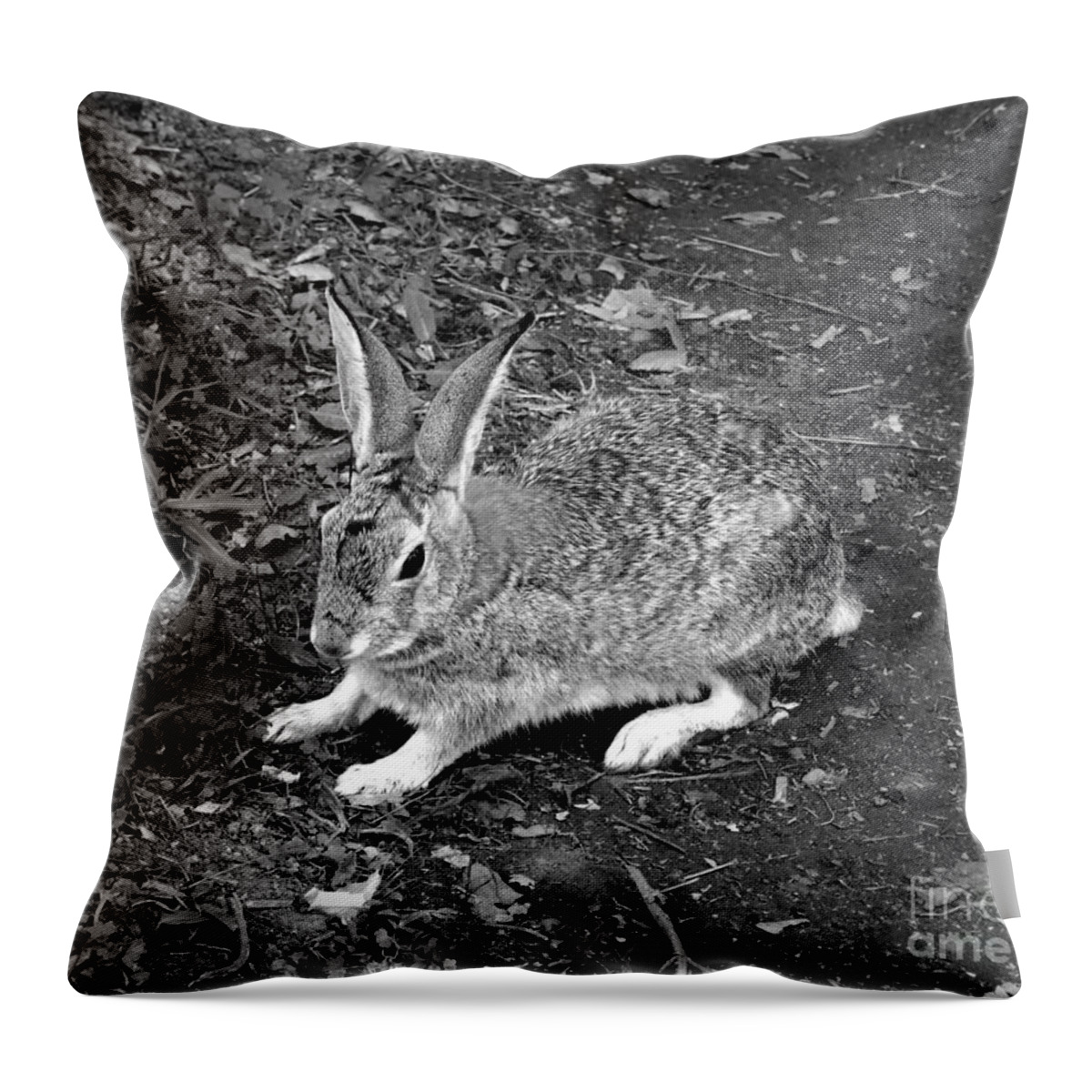 Artoffoxvox Throw Pillow featuring the photograph Wild Rabbit Photograph by Kristen Fox