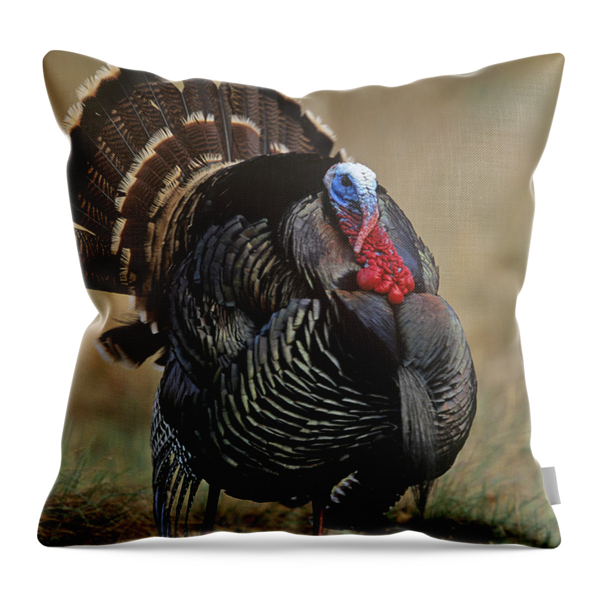 00176644 Throw Pillow featuring the photograph Wild Turkey Male North America by Tim Fitzharris