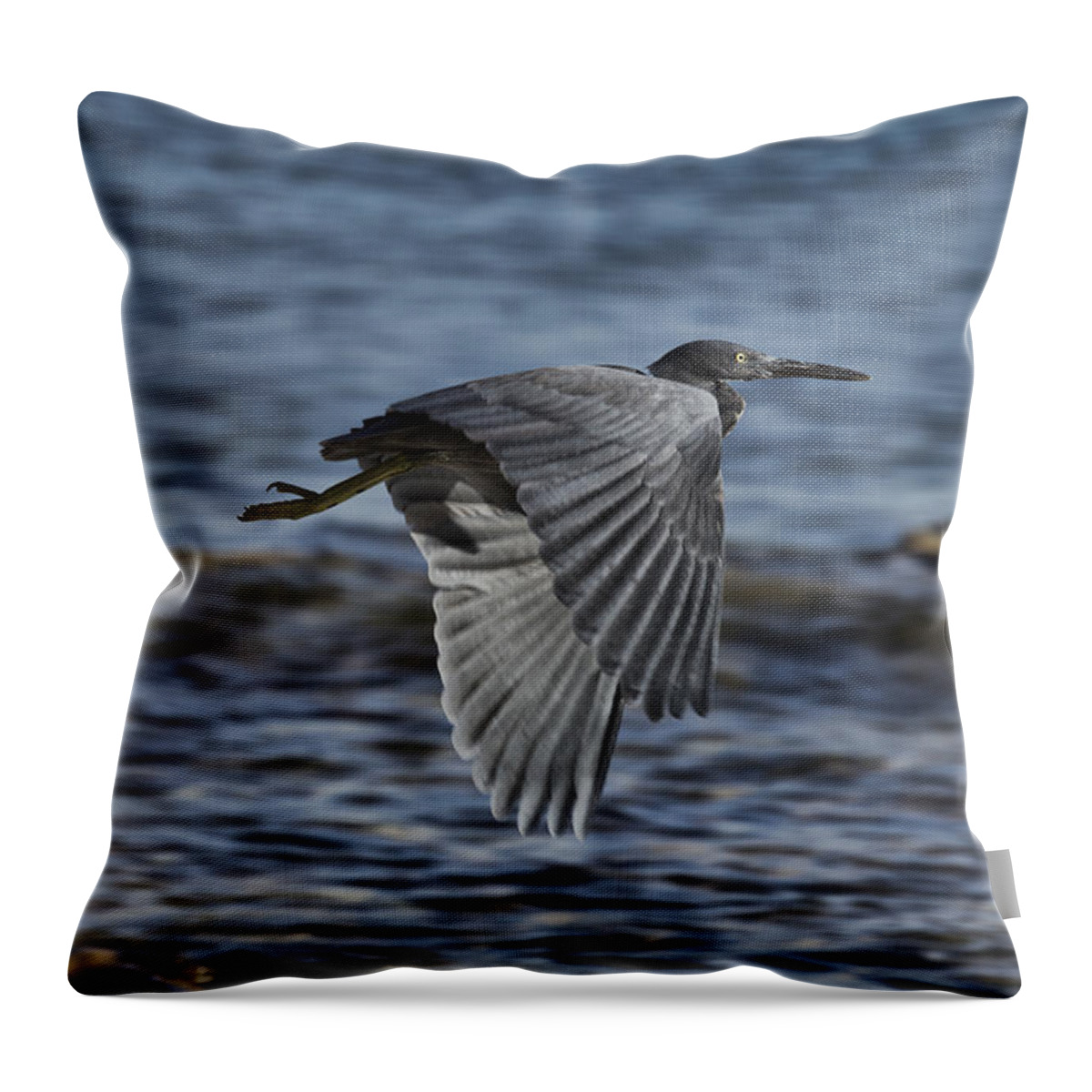 Dark Reef Egret Throw Pillow featuring the photograph Wind Drifter V2 by Douglas Barnard