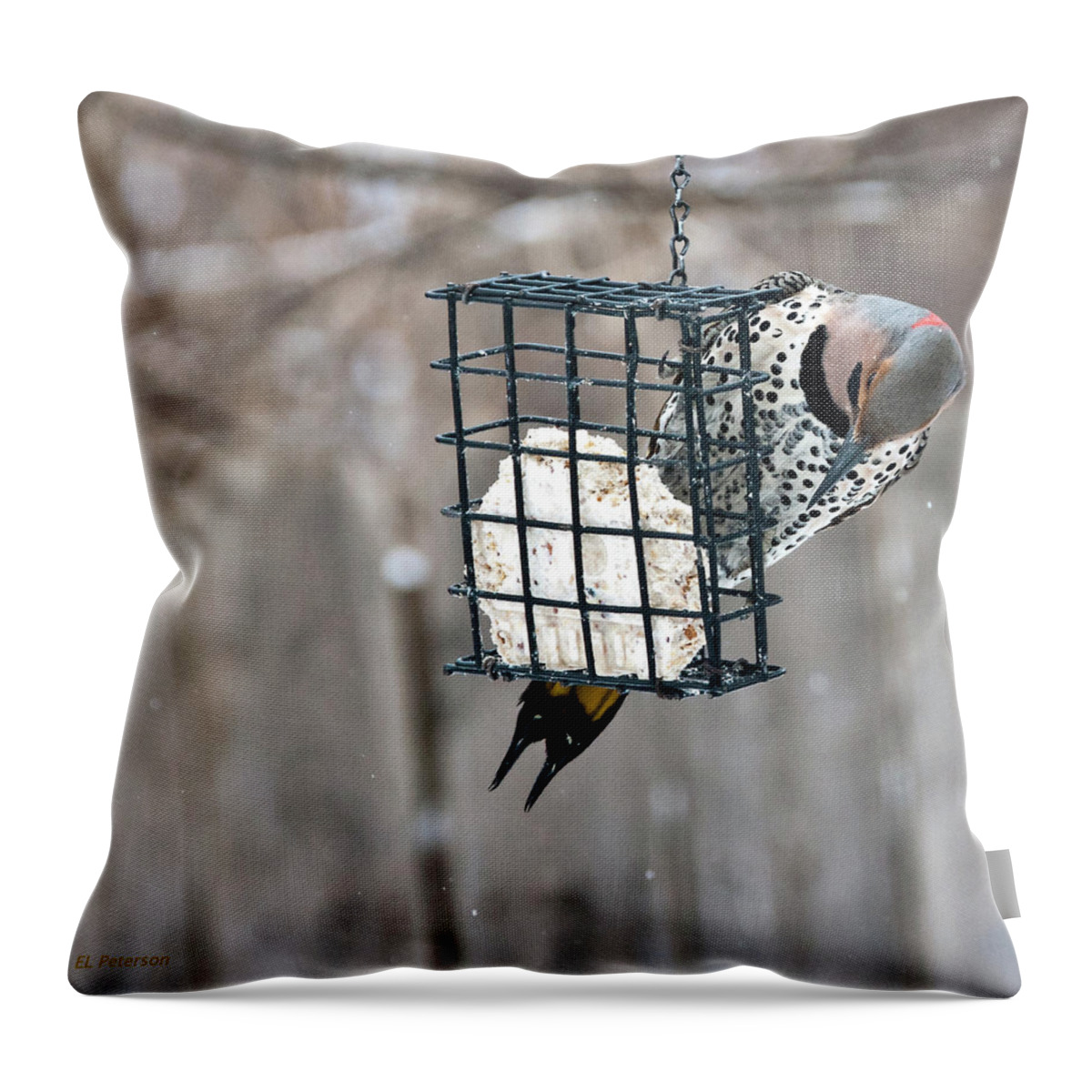 Yellow Shafted Northern Flicker Throw Pillow featuring the photograph Winter Feeding by Ed Peterson