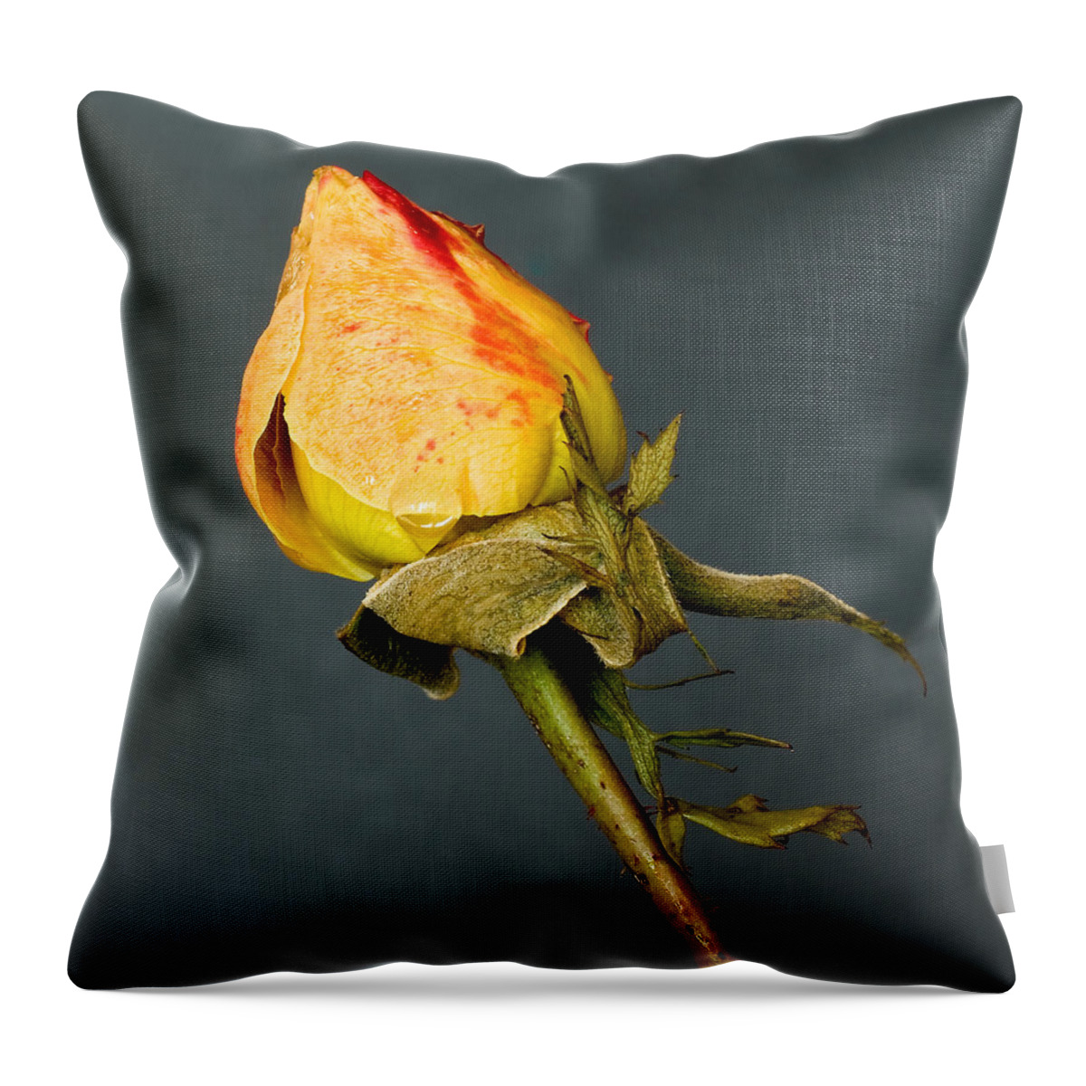 Flower Throw Pillow featuring the photograph Winter rose by Mike Santis