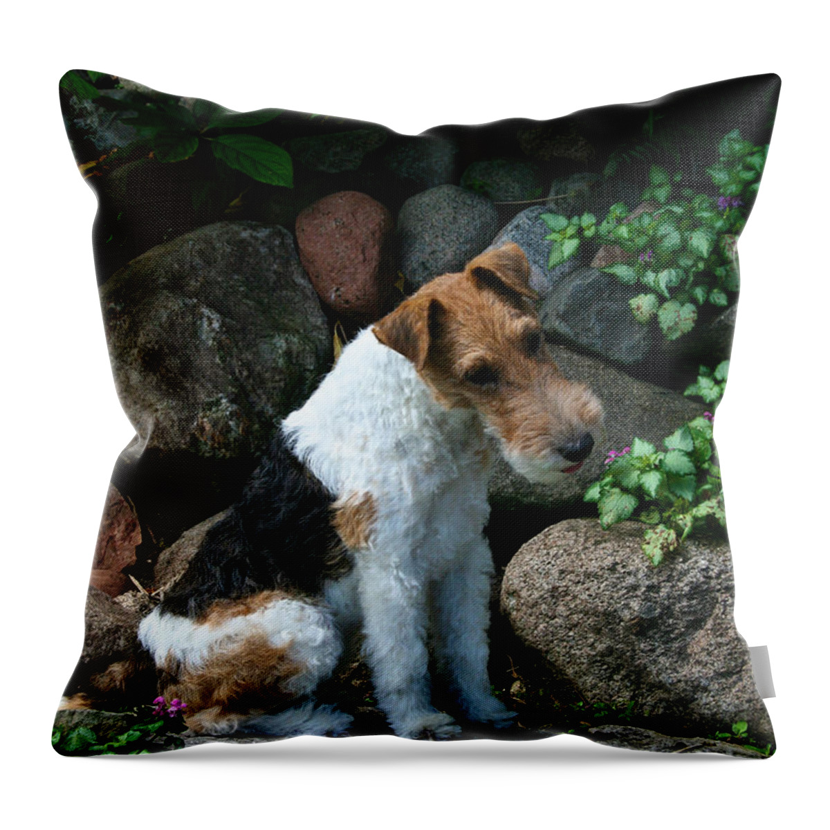 Canine Throw Pillow featuring the photograph Wirehair Fox Terrier by Susan Herber