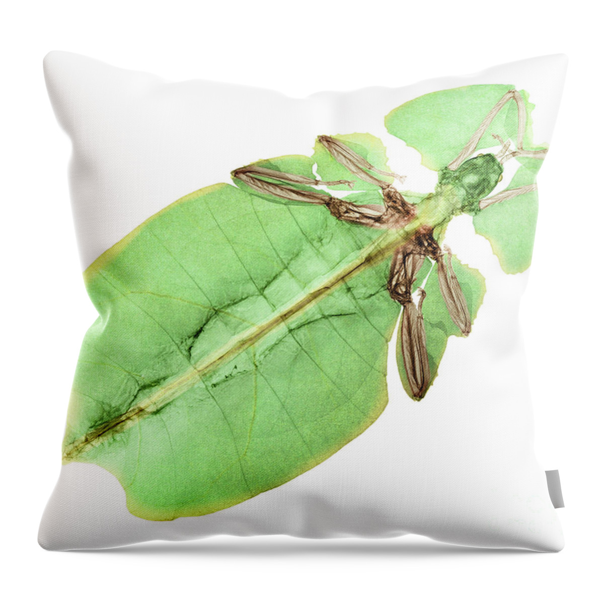 Giant Leaf Insect Throw Pillow featuring the photograph X-ray Of A Giant Leaf Insect by Ted Kinsman
