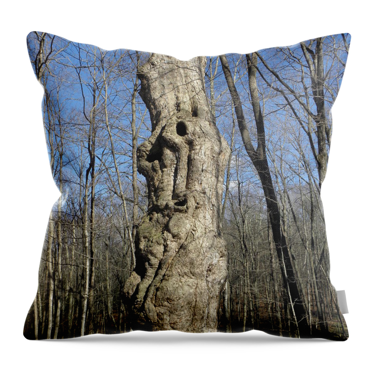 Tree Throw Pillow featuring the photograph Years of twists and turns by Kim Galluzzo
