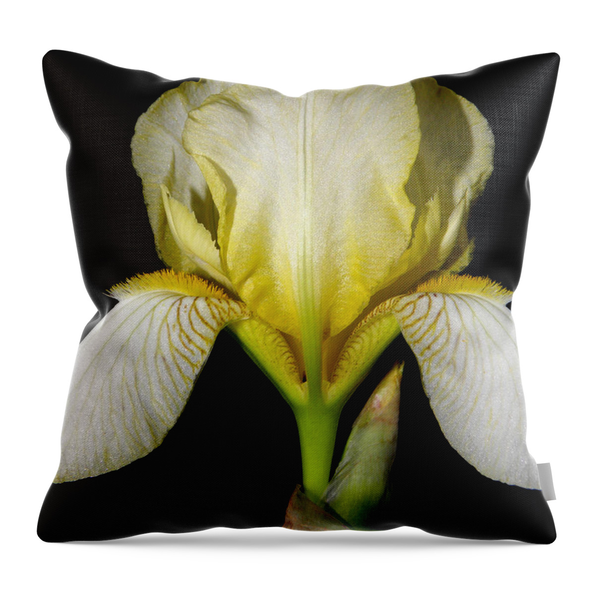 Iris Throw Pillow featuring the photograph Yellow At Night by Kim Galluzzo