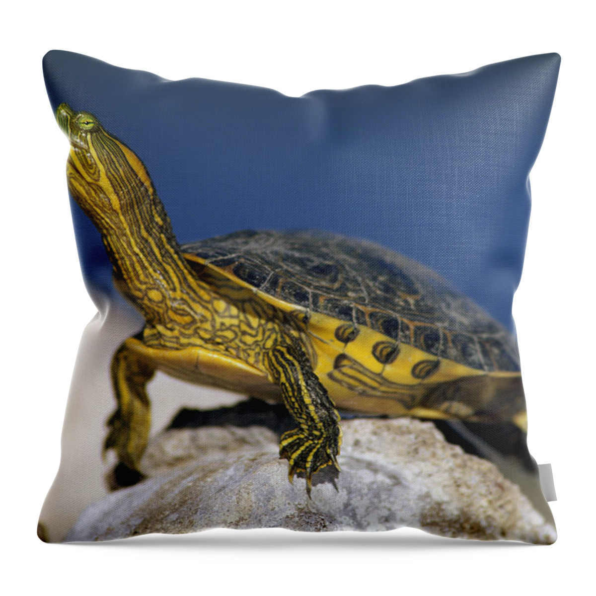 Mp Throw Pillow featuring the photograph Yellow-bellied Slider Trachemys Scripta by Tim Fitzharris