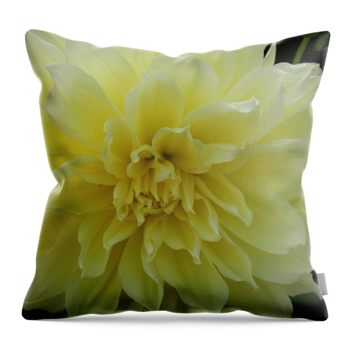 Dahlia Throw Pillow featuring the photograph Yellow Dahlia by Debra Martelli