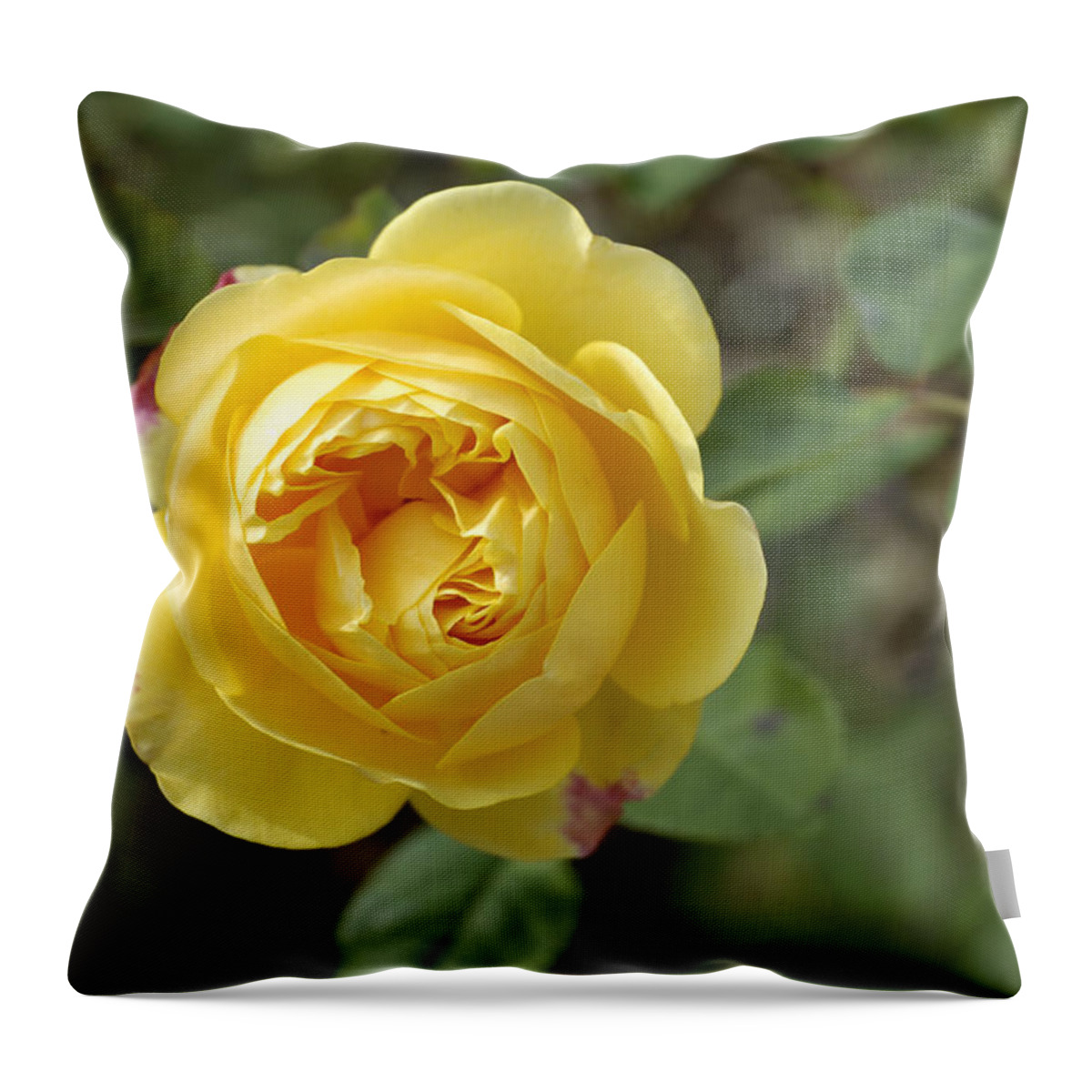 Rose Throw Pillow featuring the photograph Yellow rose by Matthias Hauser