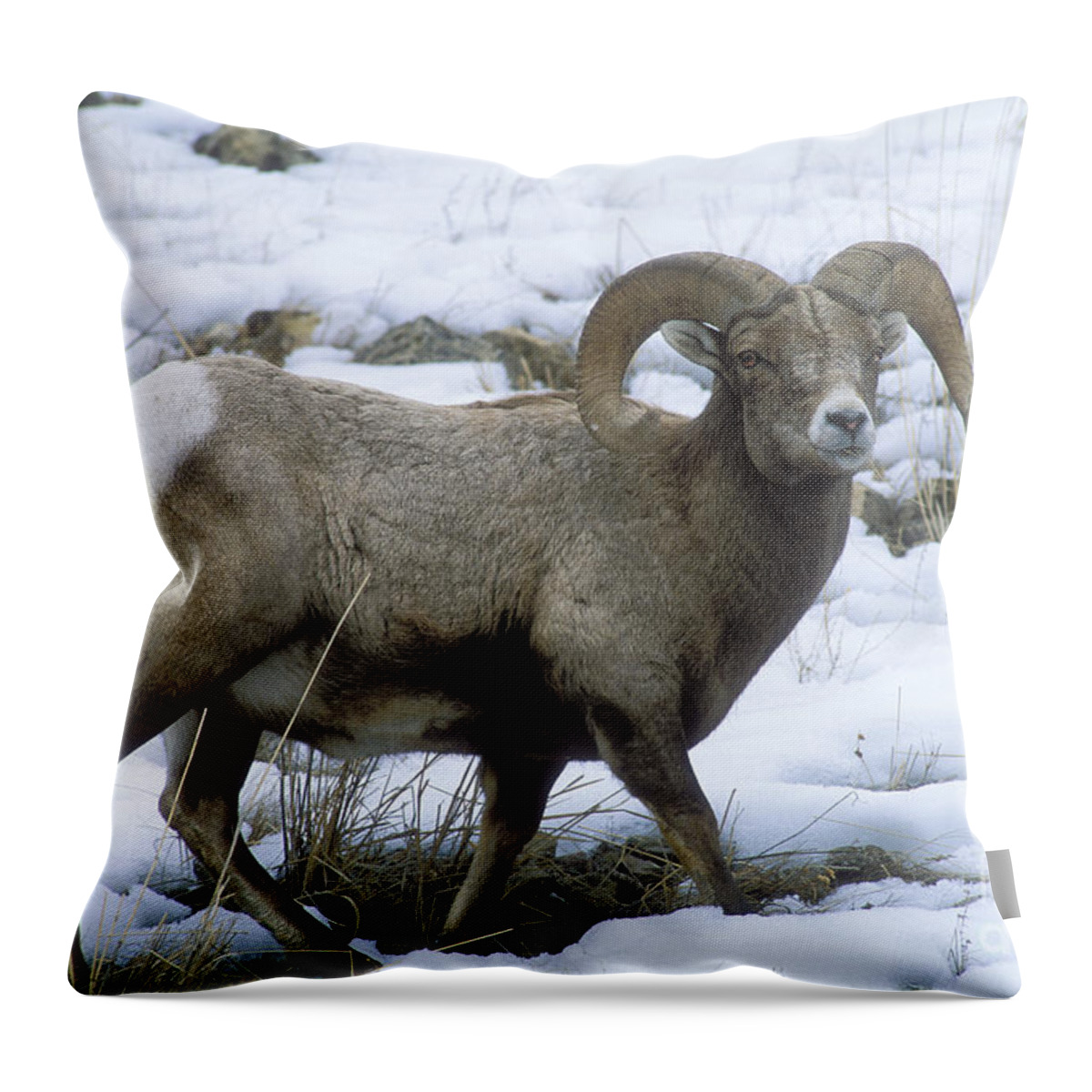 Sandra Throw Pillow featuring the photograph Yellowstone Big Horn Sheep by Sandra Bronstein