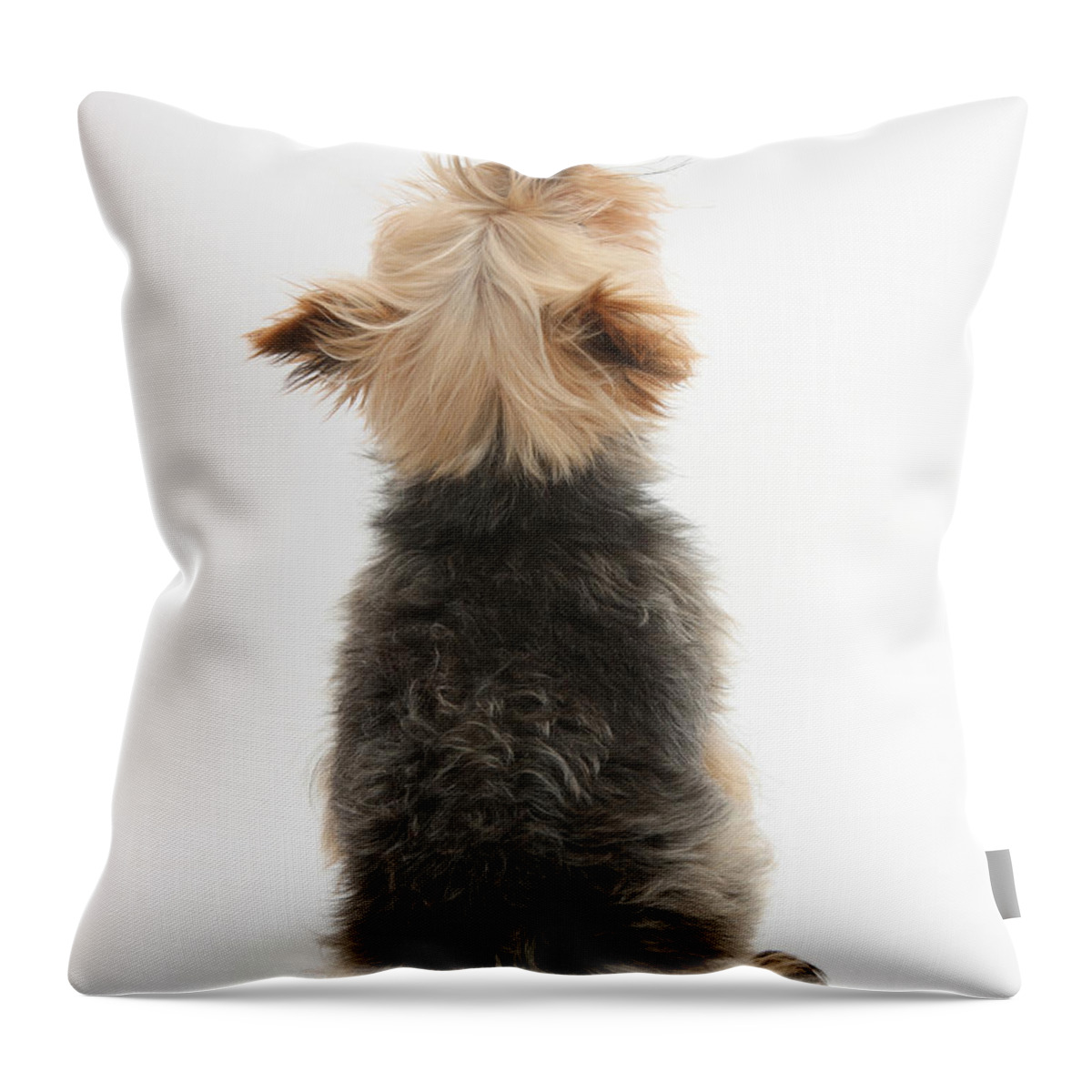 Dog Throw Pillow featuring the photograph Yorkshire Terrier by Mark Taylor