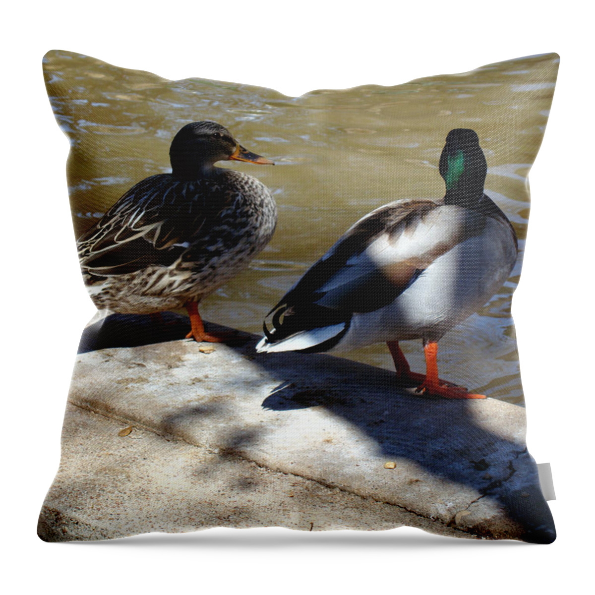Duck Throw Pillow featuring the photograph You First by David G Paul