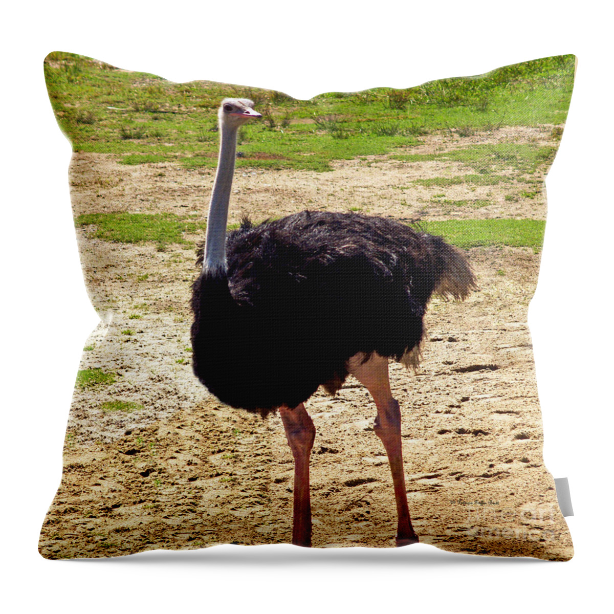 Fine Art Photography Throw Pillow featuring the photograph You Look at Me I Look at You by Patricia Griffin Brett