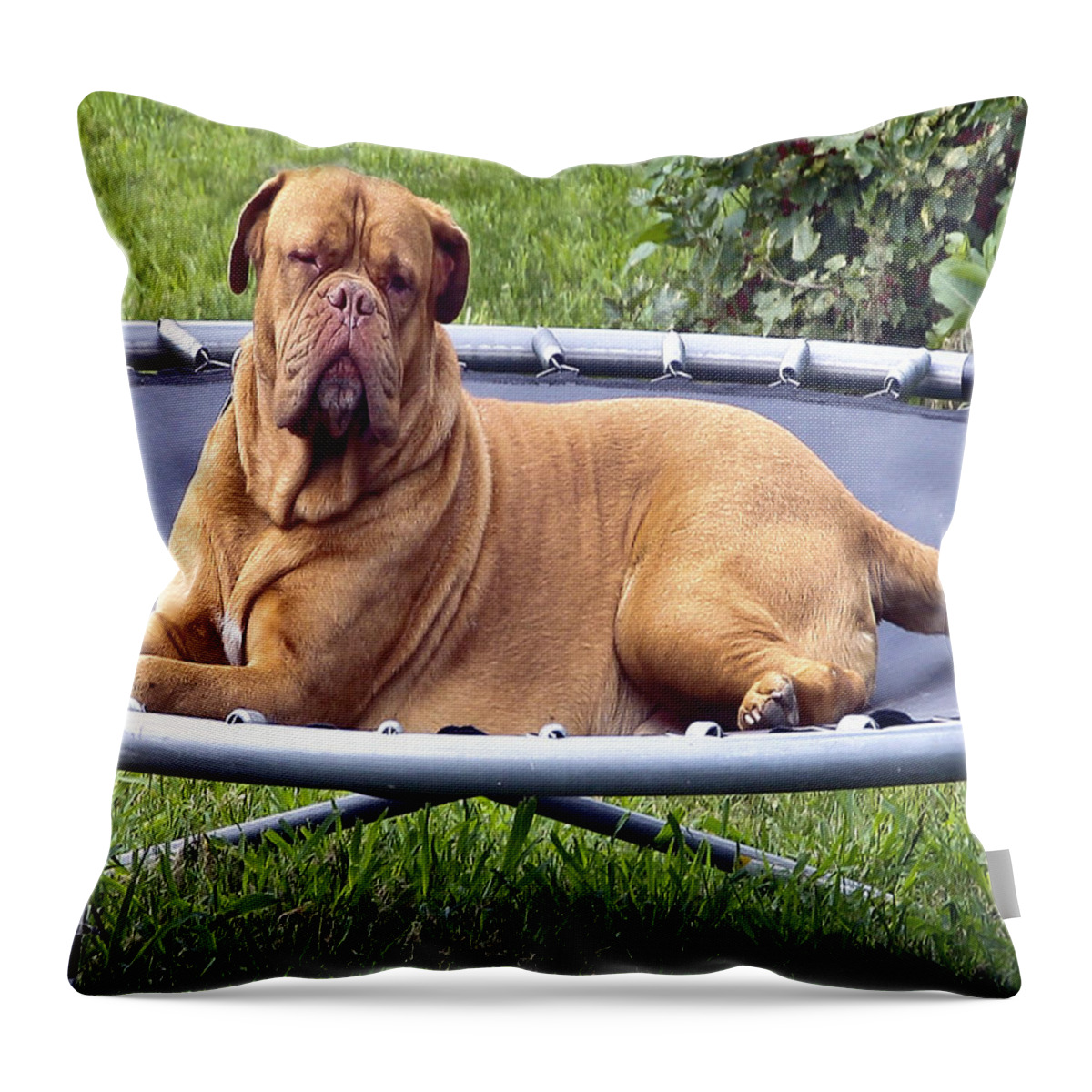 Very Large Dog Throw Pillow featuring the photograph You Want To Do What by Burney Lieberman