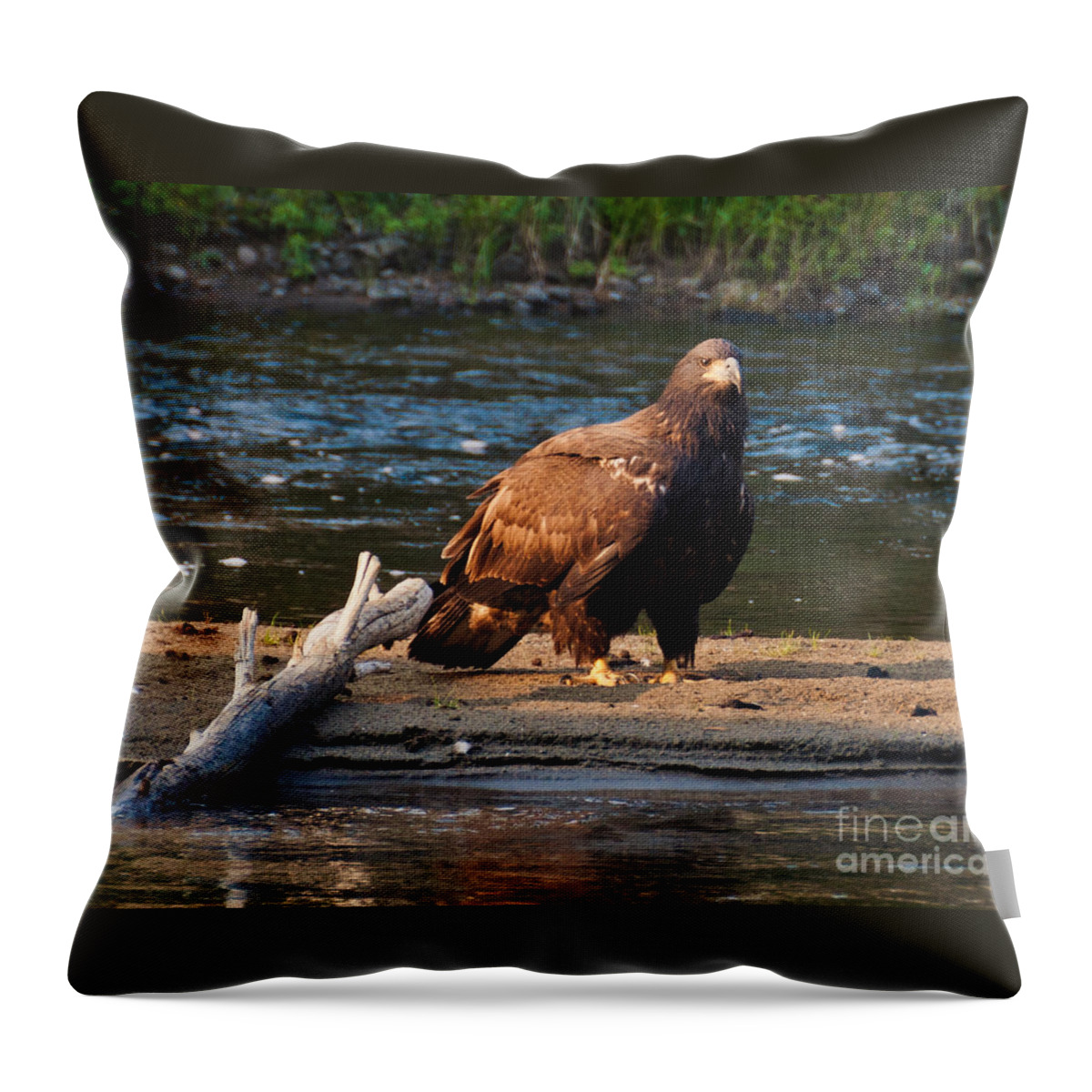 Eagle Throw Pillow featuring the photograph Young and Wise by Cheryl Baxter