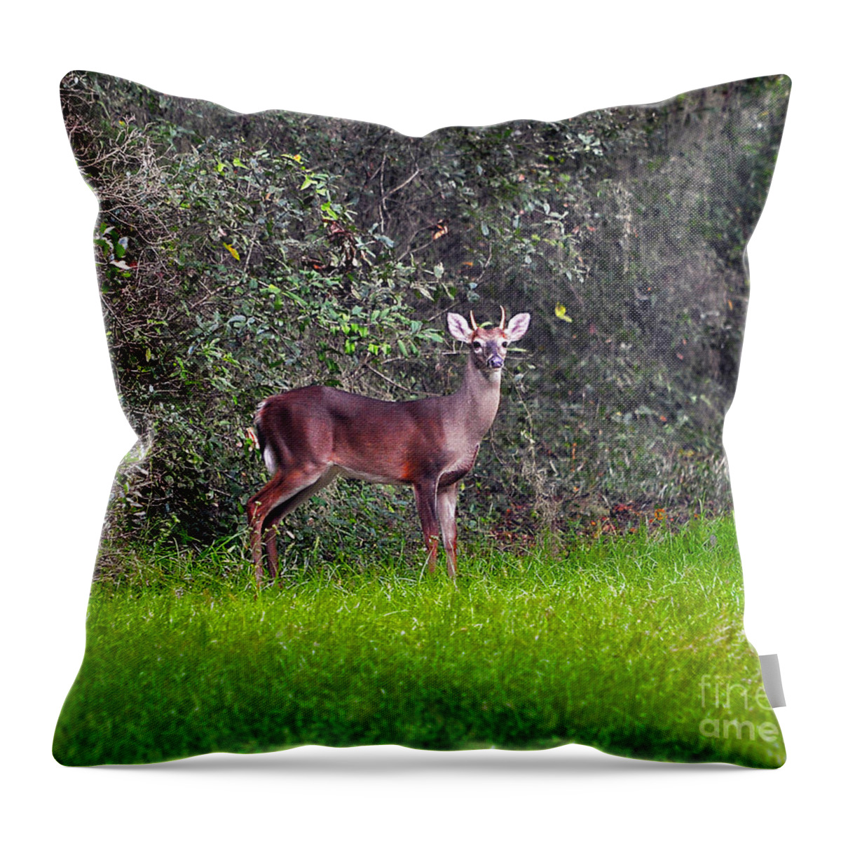 Deer Throw Pillow featuring the photograph Young Buck by Al Powell Photography USA