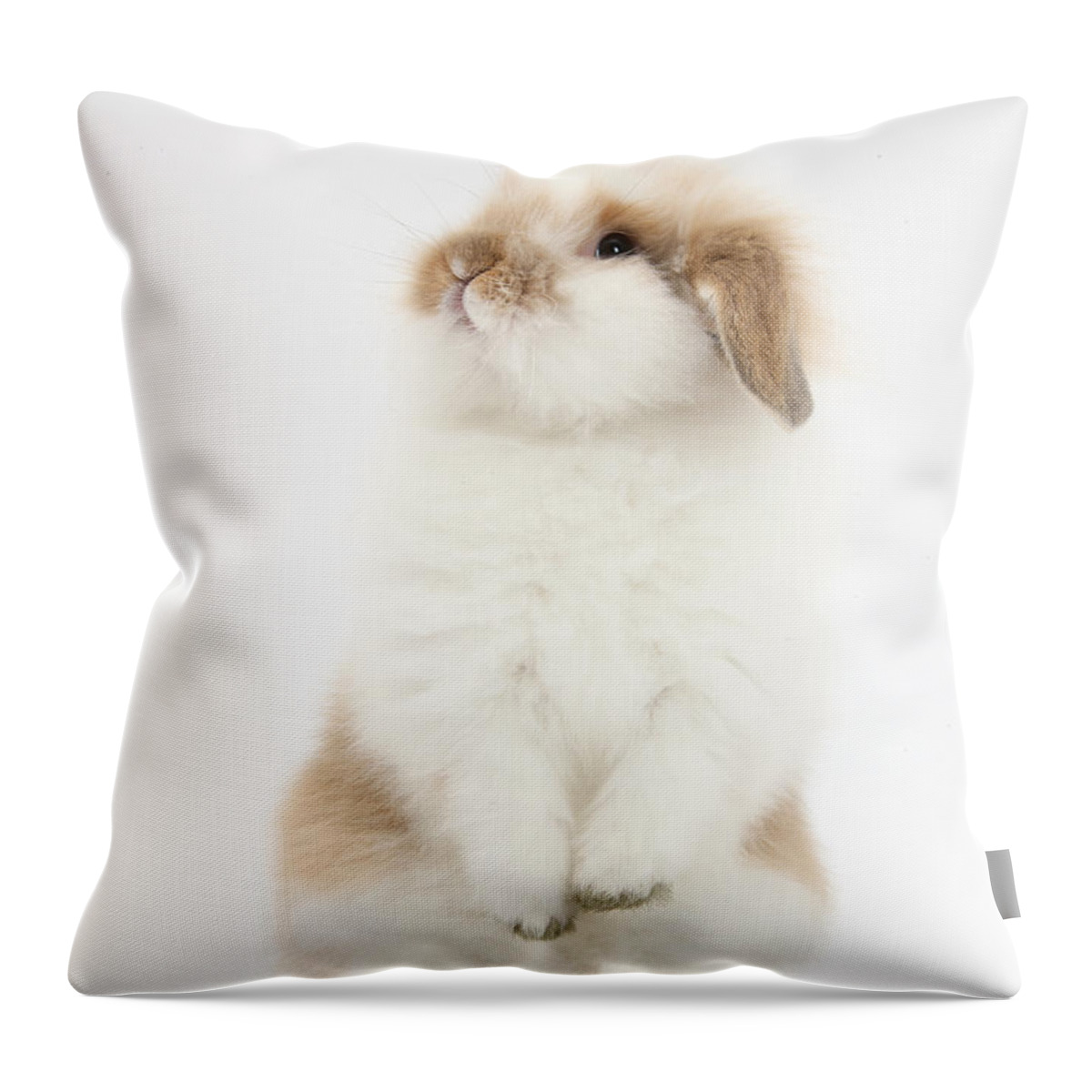 Nature Throw Pillow featuring the photograph Young Fluffy Rabbit Standing Up by Mark Taylor