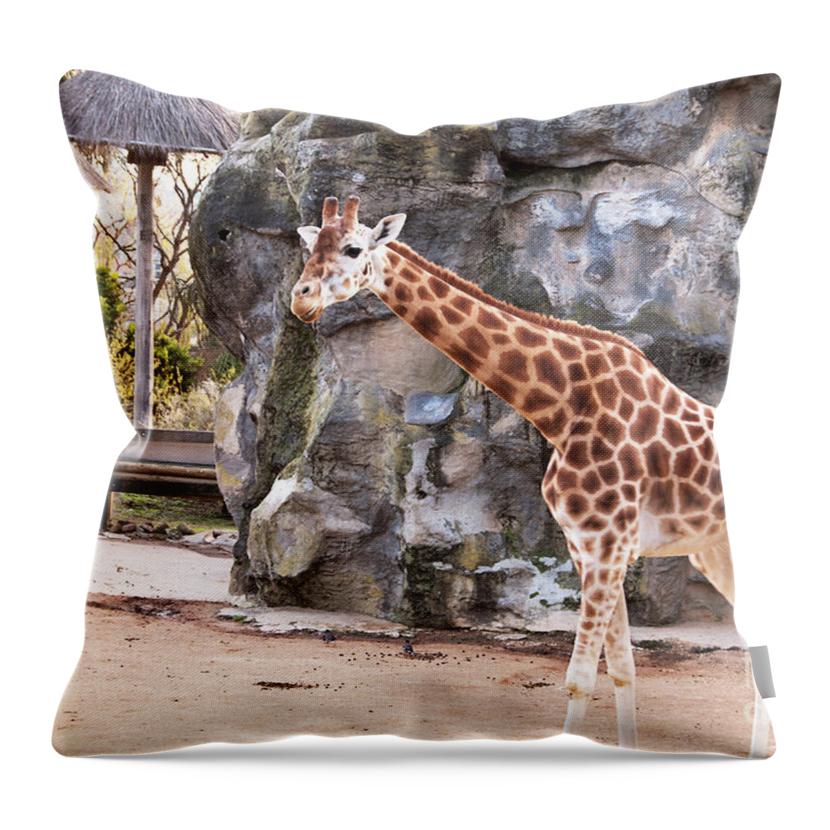 Photograph Throw Pillow featuring the photograph Young Giraffe by Bob and Nancy Kendrick