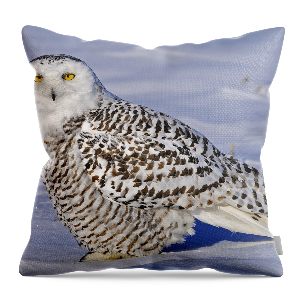 Snowy Owl Throw Pillow featuring the photograph Young Snowy Owl by Tony Beck