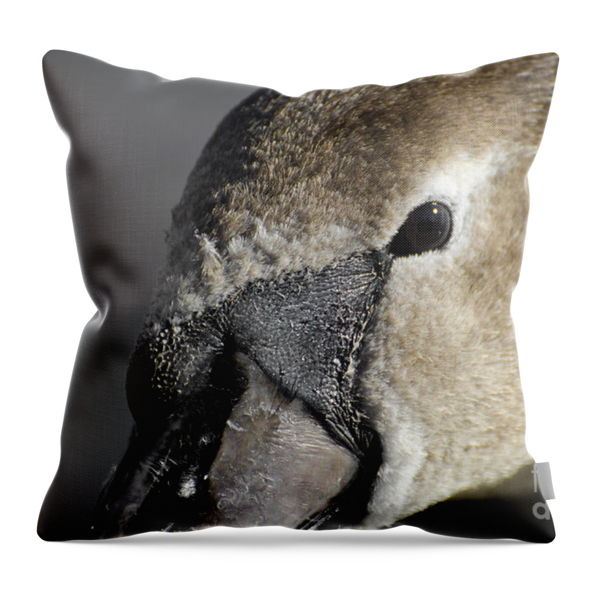 Swan Throw Pillow featuring the photograph Young swan by Mats Silvan