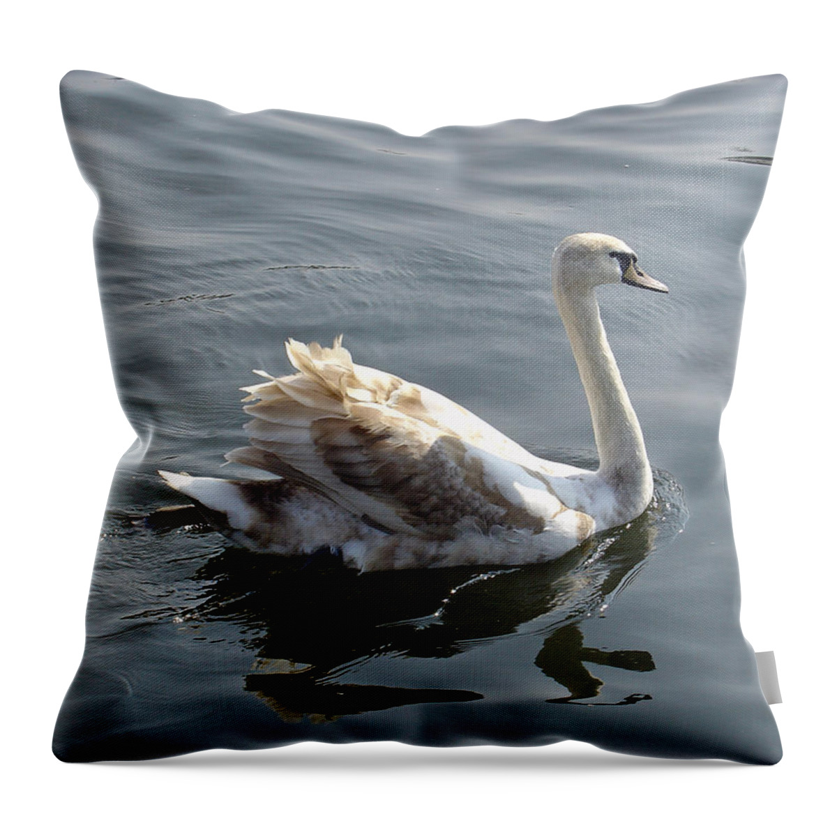 Europe Throw Pillow featuring the photograph Young Swan by Rod Johnson