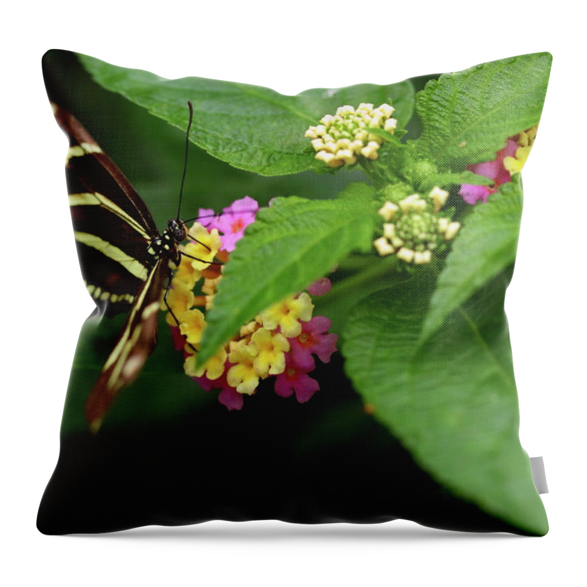 Butterfly Throw Pillow featuring the photograph Zebra Longwing by Rick Berk