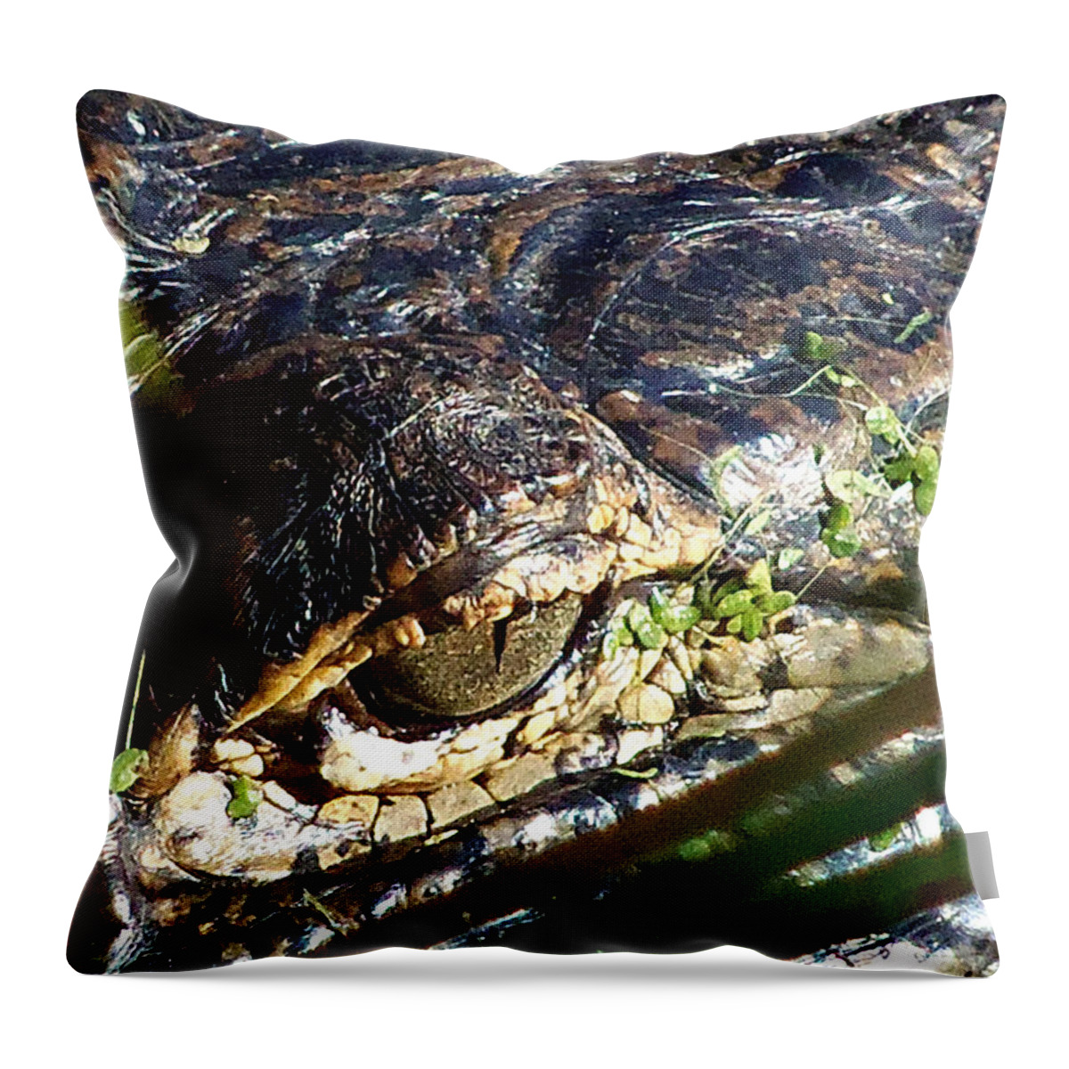 Animals Throw Pillow featuring the photograph Alligator Eye by Christopher Mercer