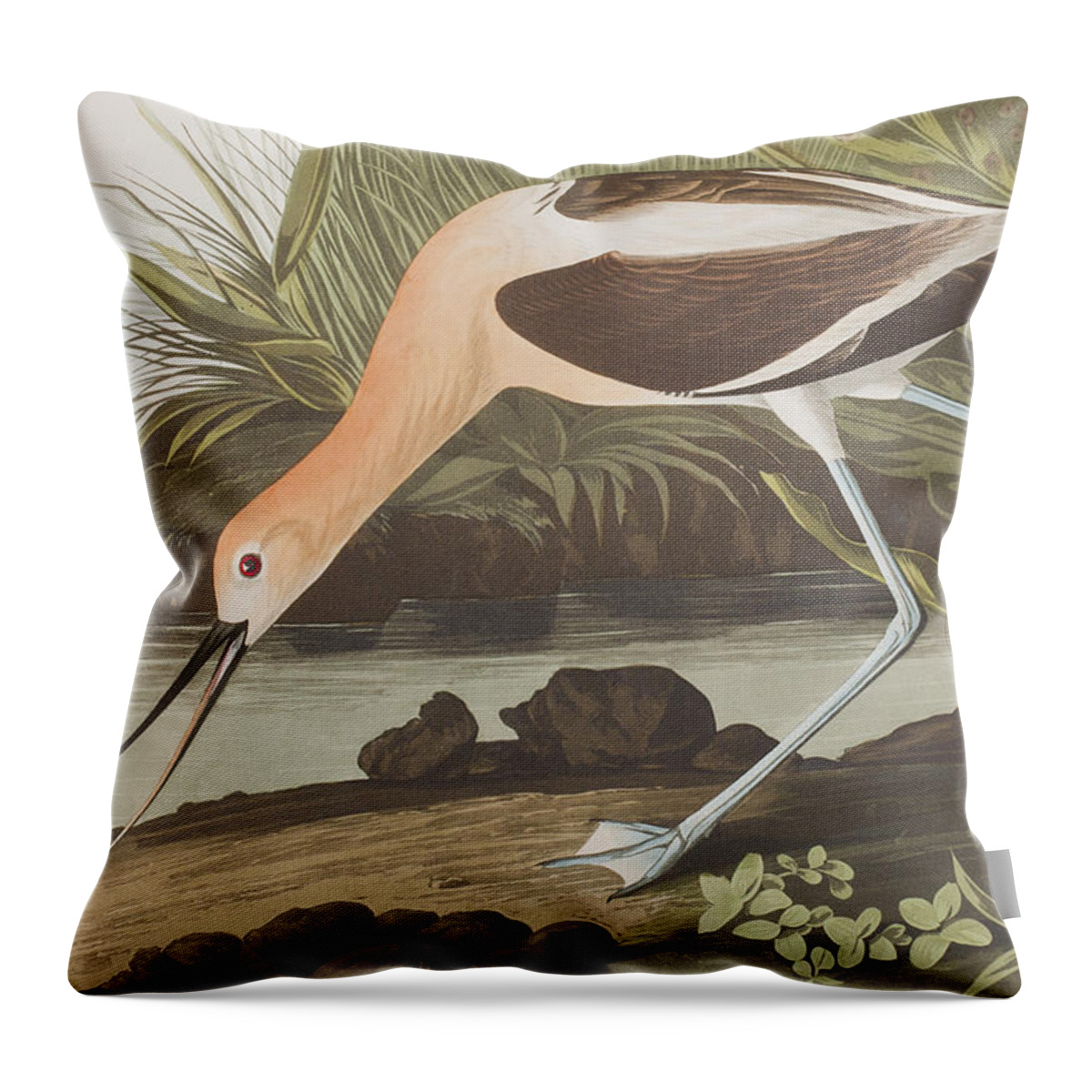 American Avocet Throw Pillow featuring the painting American Avocet by John James Audubon