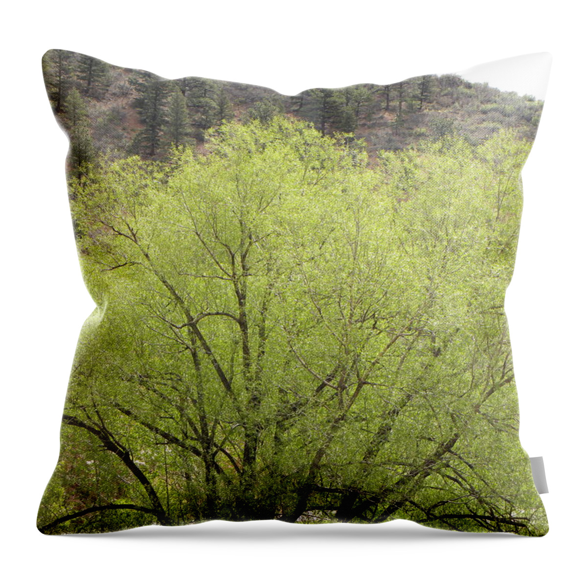 Big Throw Pillow featuring the photograph Tree Ute Pass Hwy 24 COS CO by Margarethe Binkley