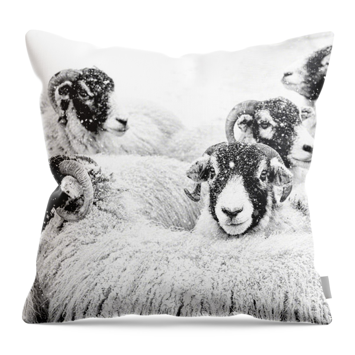 Swaledale Throw Pillow featuring the photograph In Winters Grip by Janet Burdon