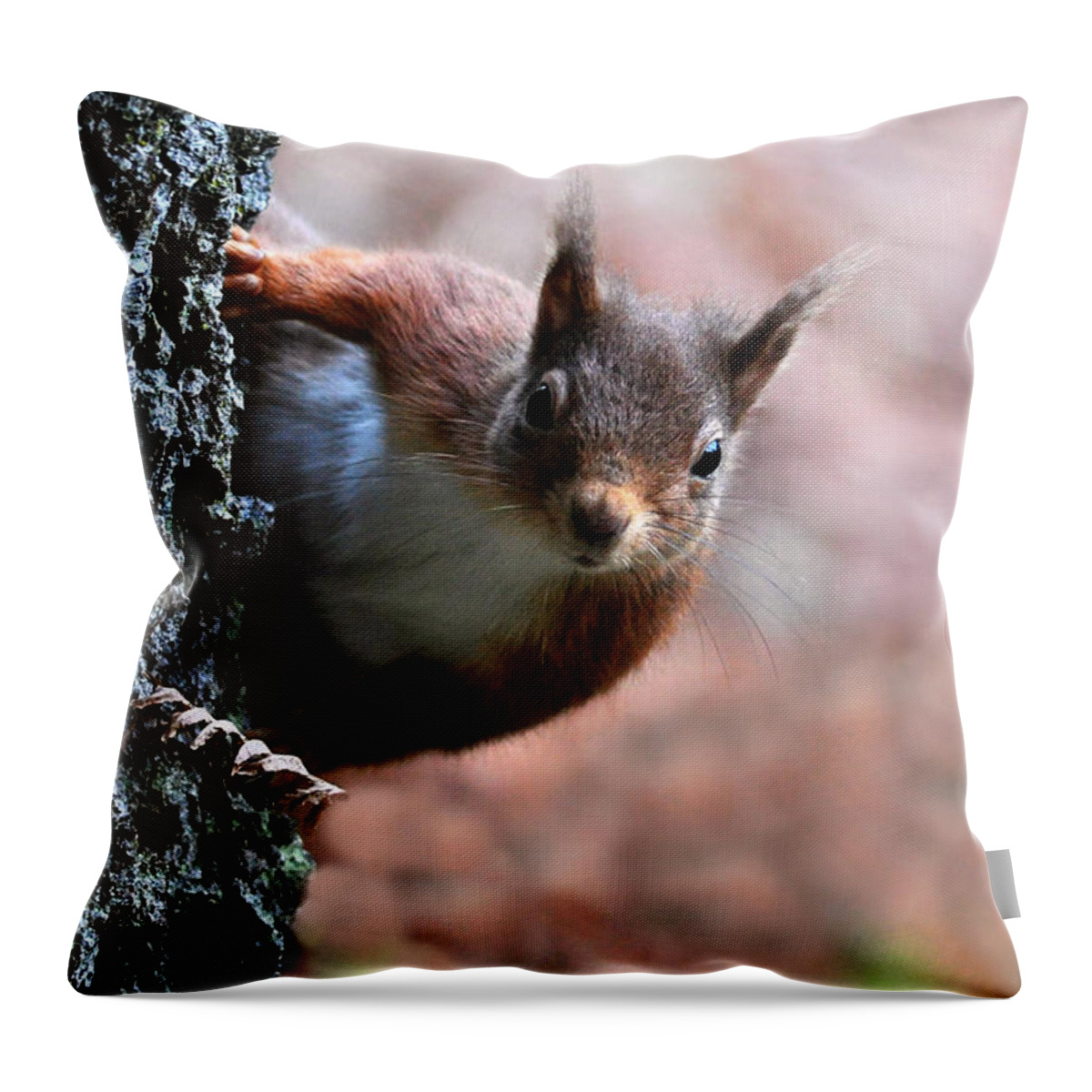 Red Squirrel Throw Pillow featuring the photograph Red Squirrel by Macrae Images