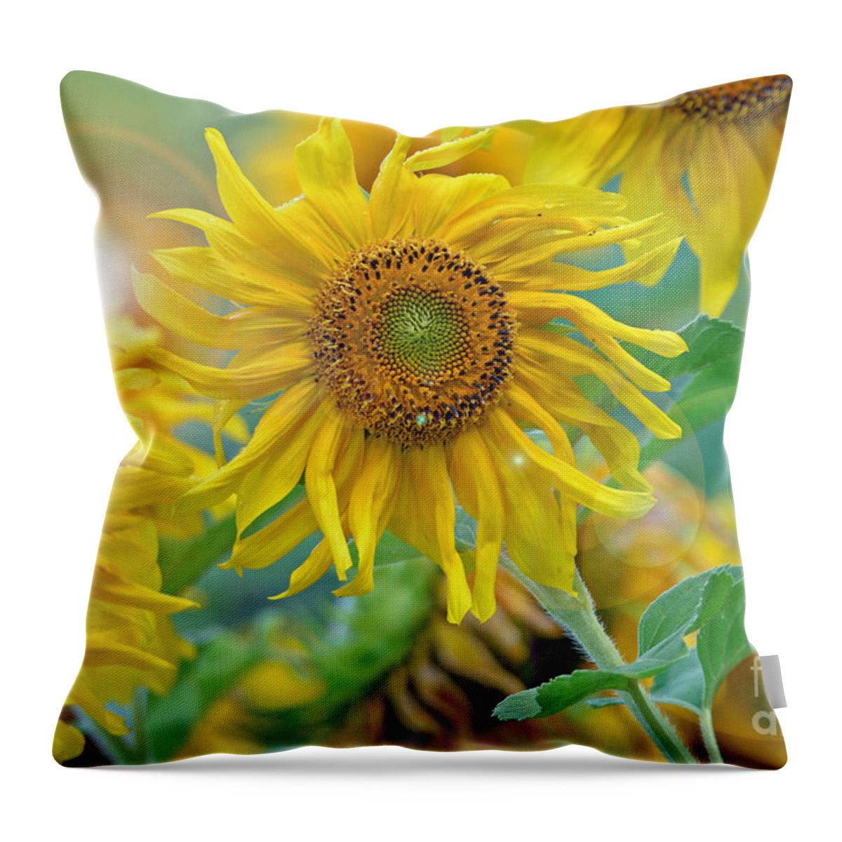 Sunflower Throw Pillow featuring the photograph Sunflower by Lila Fisher-Wenzel