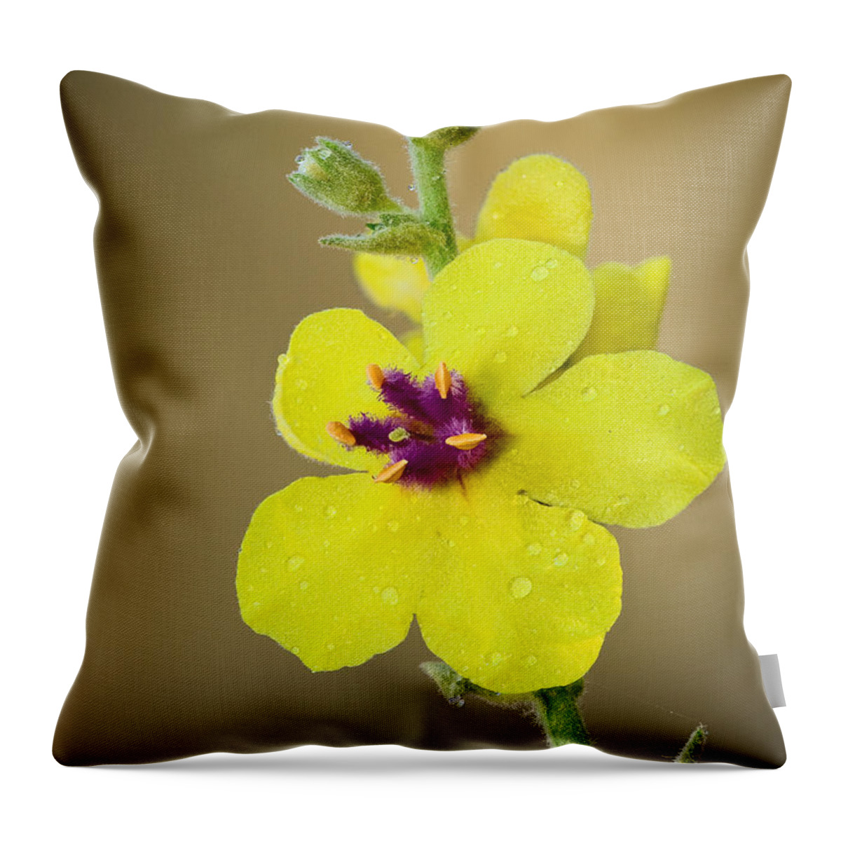 Verbascum Tripolitanum Throw Pillow featuring the photograph Verbascum Tripolitanum by Yuri Peress