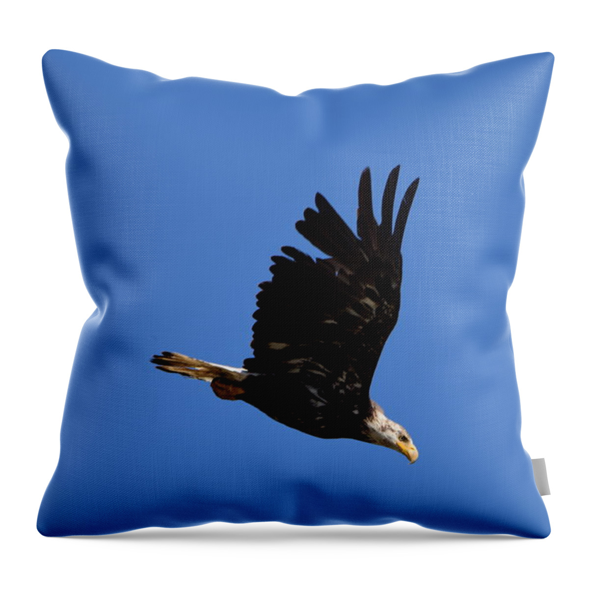 Bald Eagle Juvenile Throw Pillow featuring the photograph Bald Eagle Juvenile Burgess Res CO #2 by Margarethe Binkley