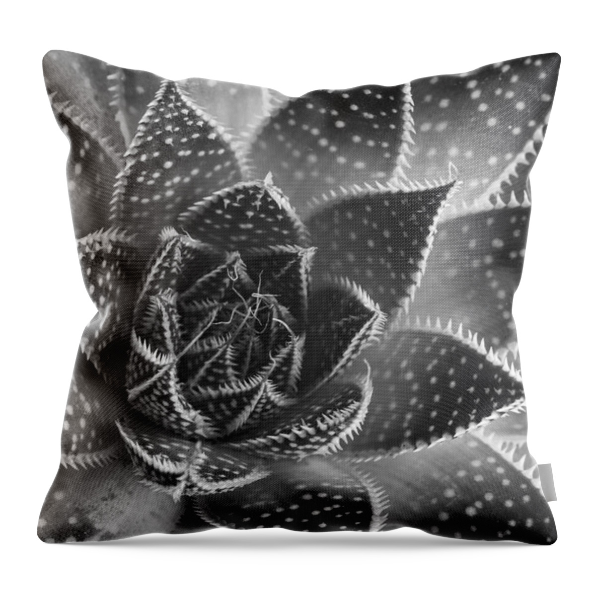 Aloe Aristata Throw Pillow featuring the photograph Aloe aristata Succulent Plant abstract details #2 by Michalakis Ppalis