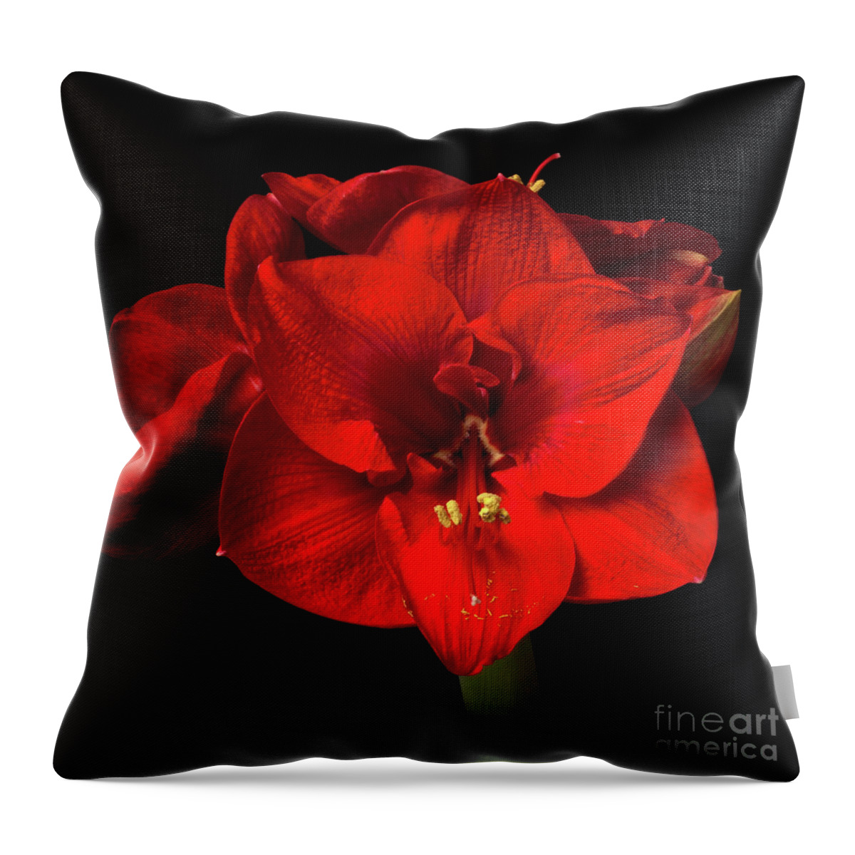 Flower Throw Pillow featuring the photograph Amaryllis 'Merry Christmas #1 by Ann Jacobson