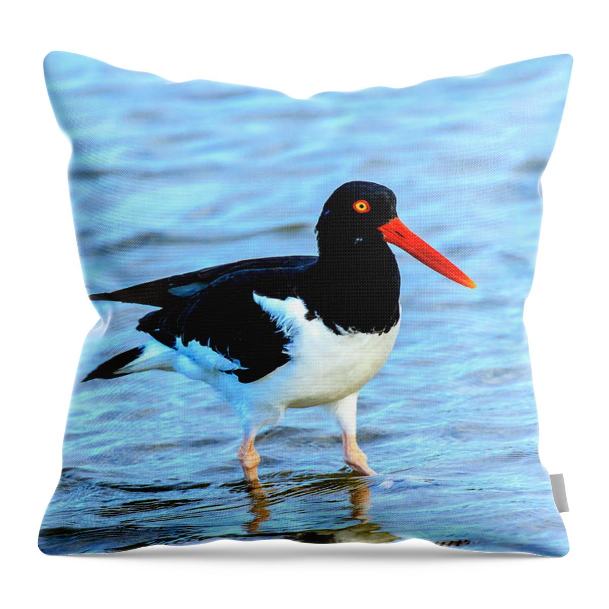 American Oystercatcher Throw Pillow featuring the photograph American Oystercatcher #1 by Ben Graham