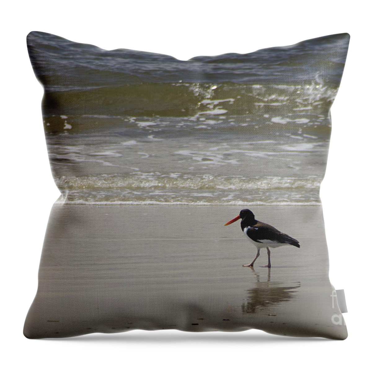 Bird Throw Pillow featuring the photograph American Oystercatcher No.1 #1 by Scott Evers