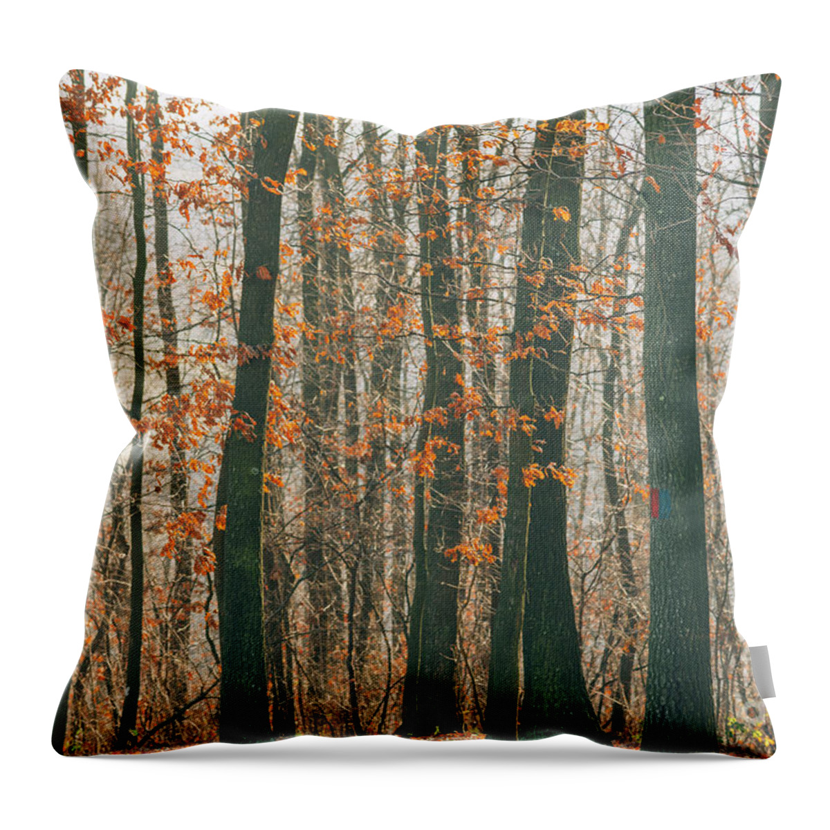 Landscape Throw Pillow featuring the photograph Autumn forest #1 by Jelena Jovanovic