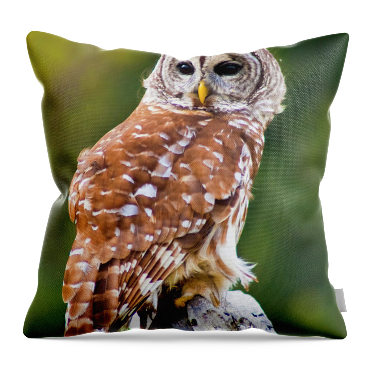 Barred Owl Throw Pillow featuring the photograph Barred Owl #1 by Bill Barber