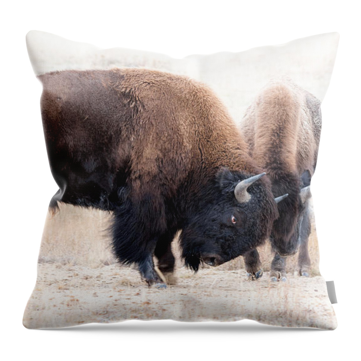Bison Throw Pillow featuring the photograph Battle Of The Bison In Rut by Yeates Photography
