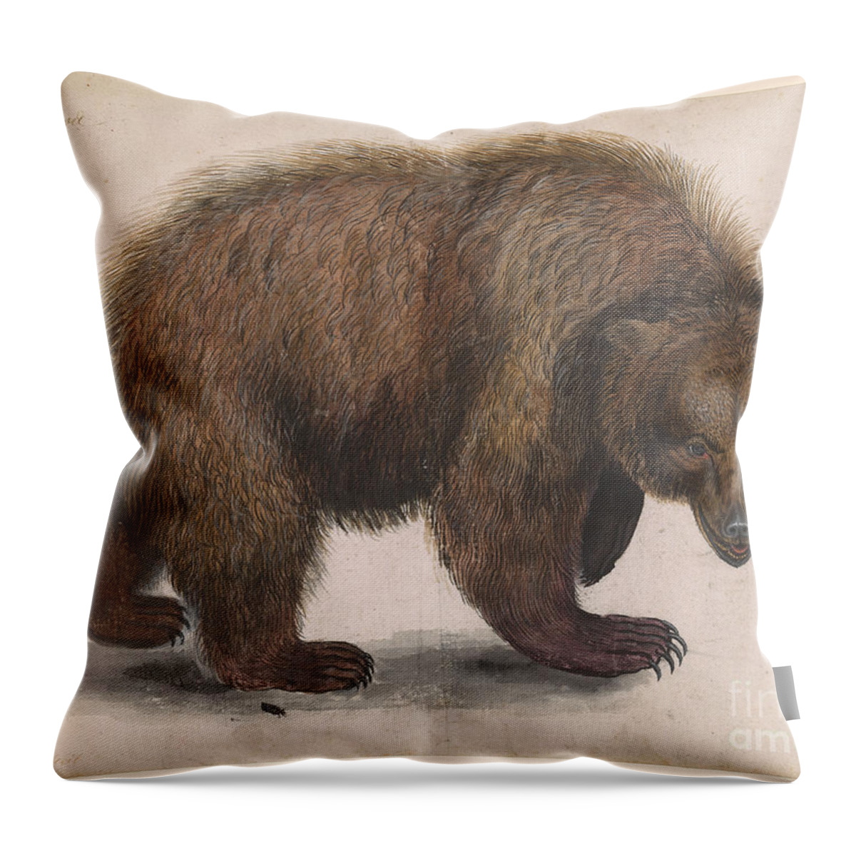 Attributed To Anselmus De Boodt 1550-1632 Bear Throw Pillow featuring the painting Bear #1 by Celestial Images