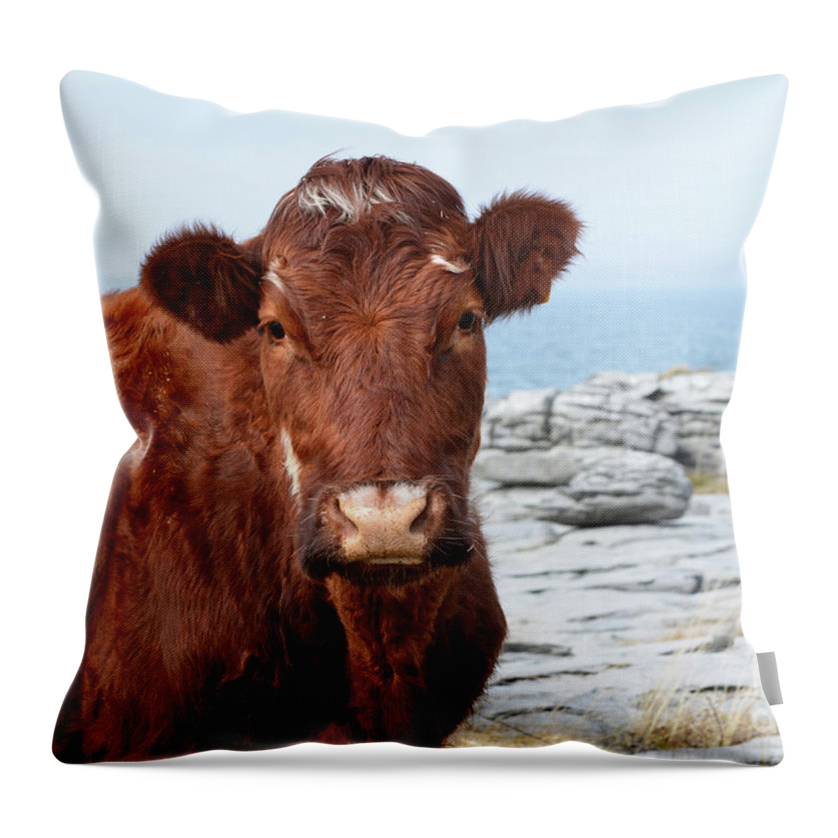 Cow Throw Pillow featuring the photograph Beautiful Brown Cow on the Burren in Ireland #1 by DejaVu Designs