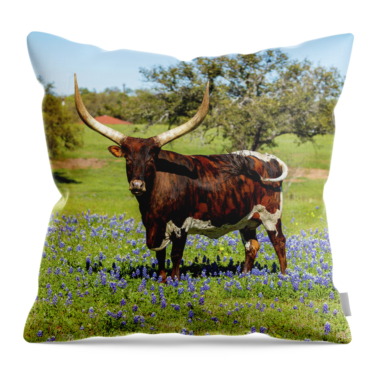 African Breed Throw Pillow featuring the photograph Beautiful longhorn bull #1 by Raul Rodriguez